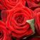 Shushu, 34 years old, Messaad, Algeria الجزائر 